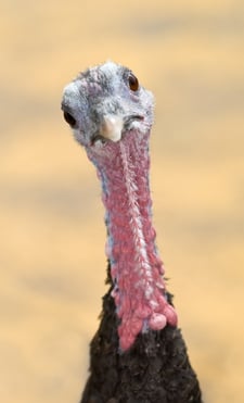 The thanksgiving turkey didn't expect his life to change, either.